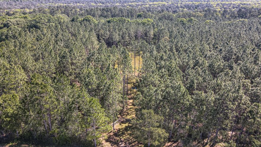 26 acres of pristine woods, field, and fresh air with amazing views of the sunset over pastures through the mature pines and old oaks.  With an acre of cleared land that is ready to build, high and dry and beautifully manicured.  The property and clearing is accessible through a large gated lane that also continues to the back and throughout the property.  This lane is perfect for a golf cart, side by side, or any other vehicle used to ride the trails. This property borders the Magnolia Ranch Hunting Preserve.   There are several cleared plots ready to be turned into food plots for deer, turkeys, or other game.  The old majestic oaks tower above the mature pines and are perfect to stroll or rest under.  This property is an ideal spot for those wanting to build and have privacy, access to nature, and enjoy the best of Florida wildlife.  The land provides opportunities to pursue agricultural or forestry income and can be used for many more purposes as it is zoned general agricultural.