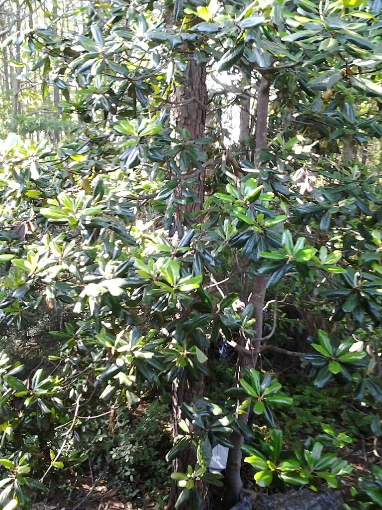 CASSINE GARDEN - Residential