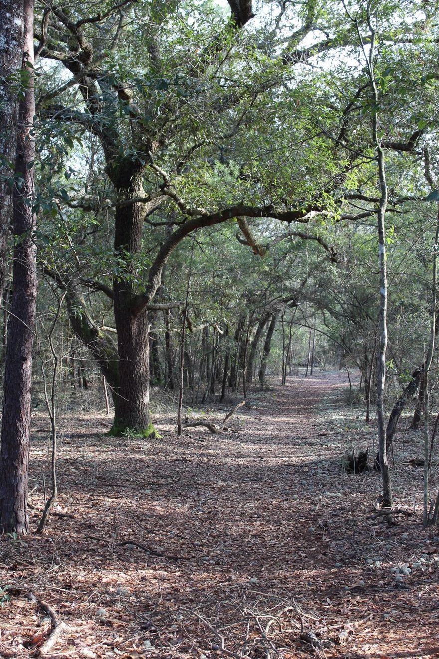 Wooded 20 acres waiting for you! Conveniently located in Mossy Head. Close to Niceville, Crestview, and DeFuniak Springs! This is a prime piece of property whether you are looking to build or hunt. Property features gorgeous oaks You don't want to miss out on this one. It won't last long! Call today!