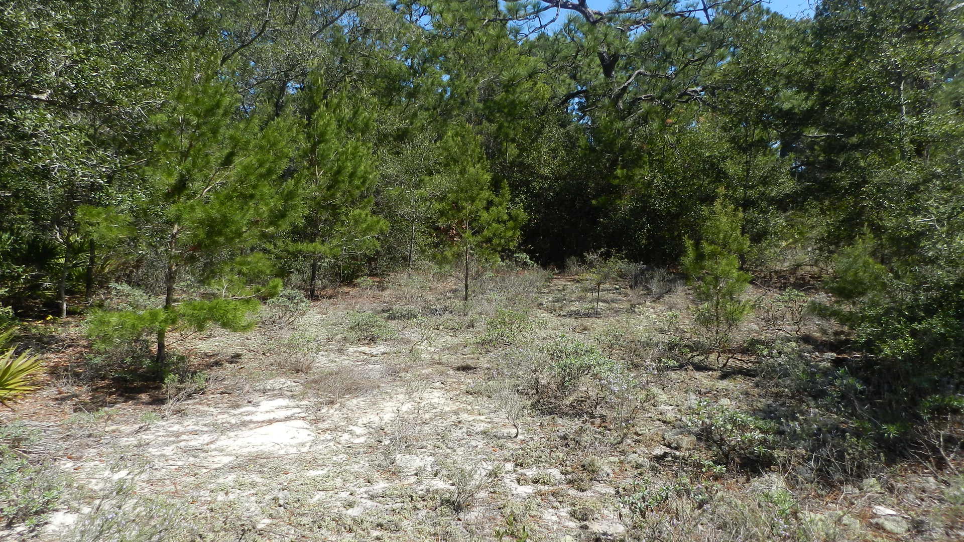 HOLLEY BY THE SEA - Land