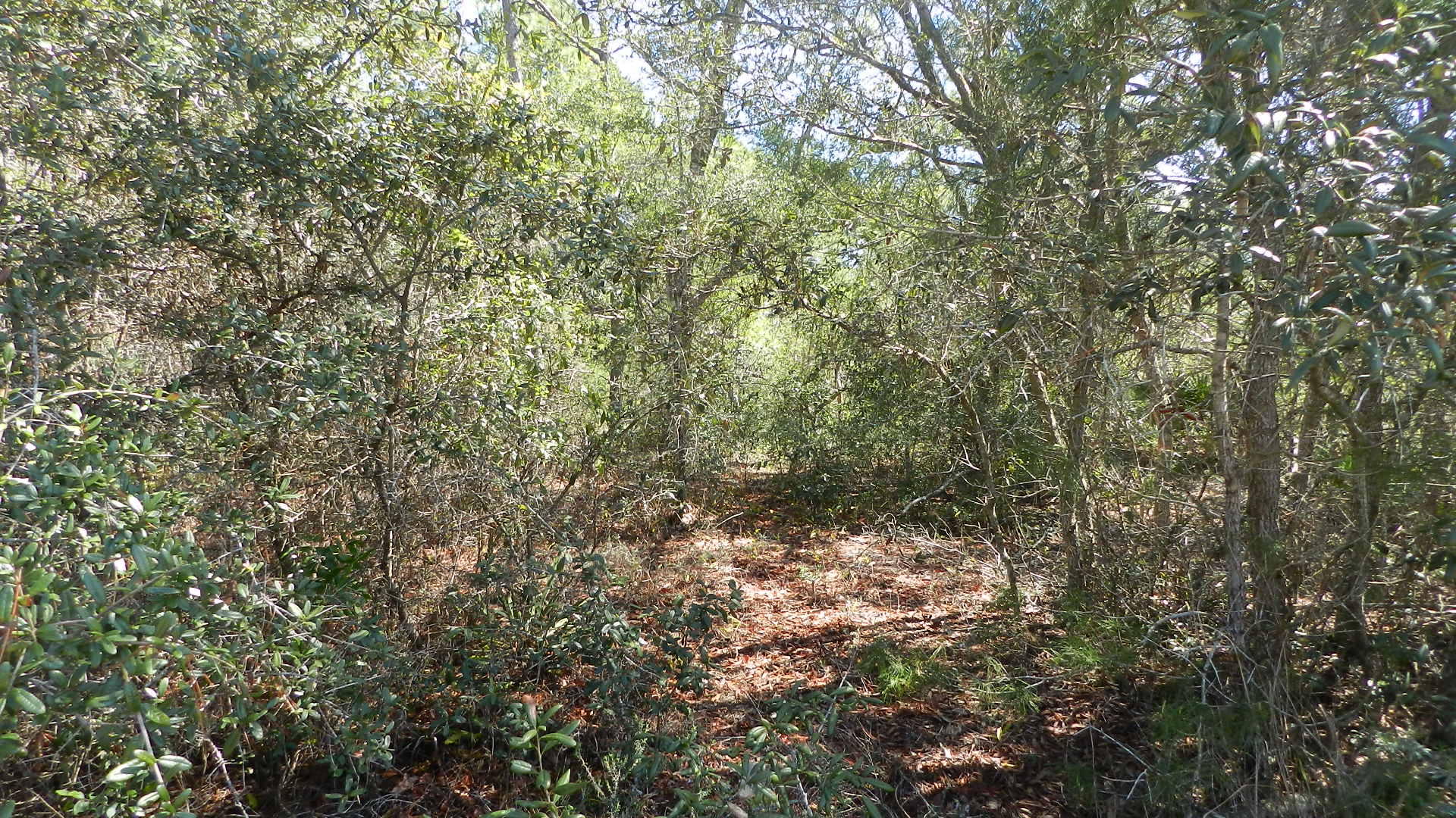 HOLLEY BY THE SEA - Land