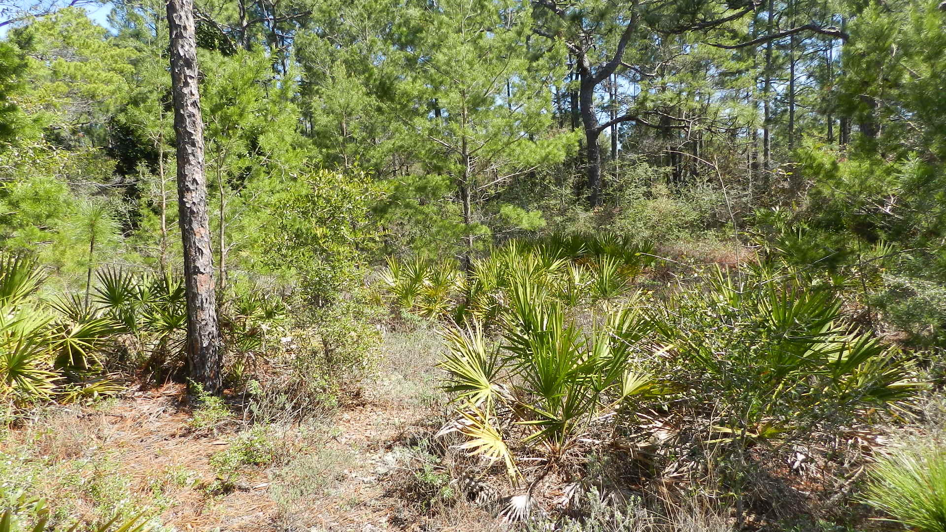 HOLLEY BY THE SEA - Land