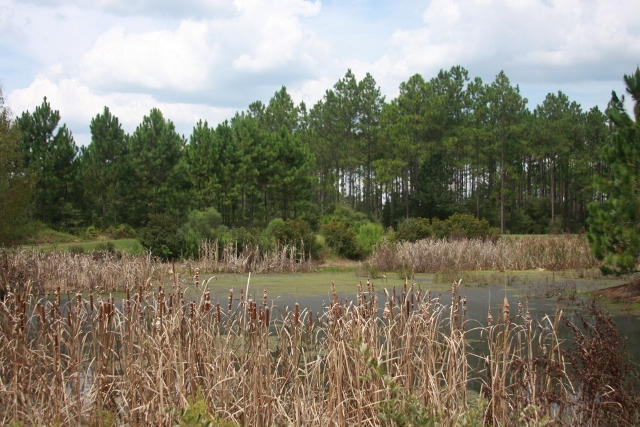 WINDSWEPT ESTATES - Land