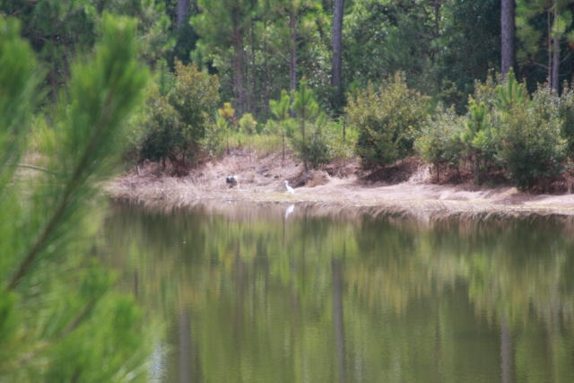 WINDSWEPT ESTATES - Land