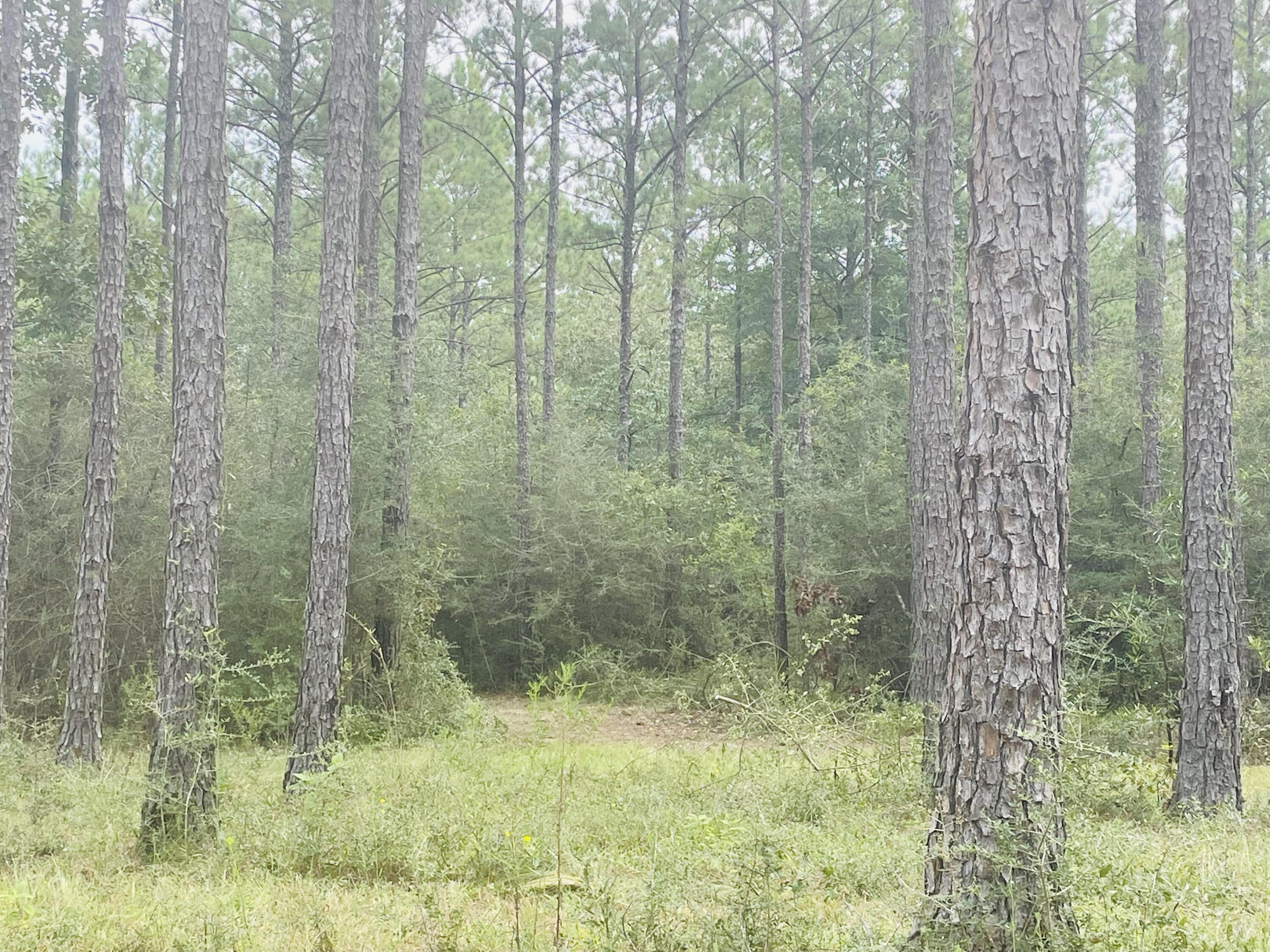 WALTON PLANTATION - Land