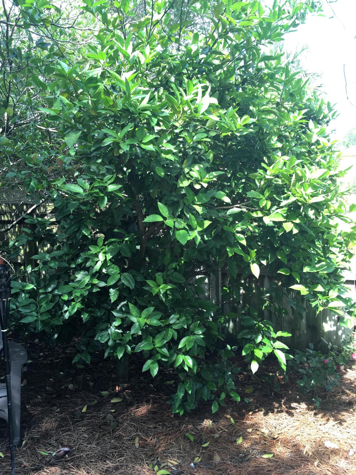 BLUE GULF RESORT - Residential