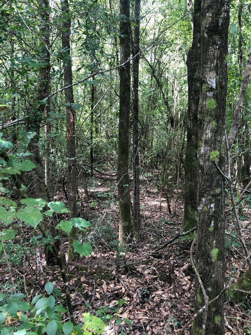 THIS 10 ACRE TRACT HAS COUNTY A MAINTAINED ROAD AND ELECTRICITY AVAILABE. IT IS A PRIVATE WOODED TRACT WITH VERY LITTLE TRAFFIC.THERE WILL BE (2) 10 ACRE TRACTS AVAILABLE SIDE BY SIDE.WILL HAVE A DEED RESTRICTION FOR NO MOBILE HOMES.
