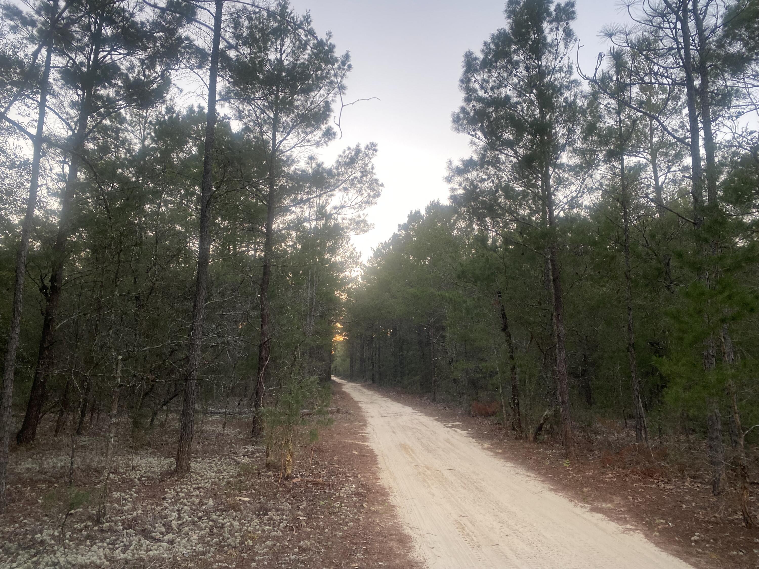 Builders! 5 lots ready to build on now! Quarter lots at a fantastic price. Actual $12,500 a lot. Make offer and build, build, build!