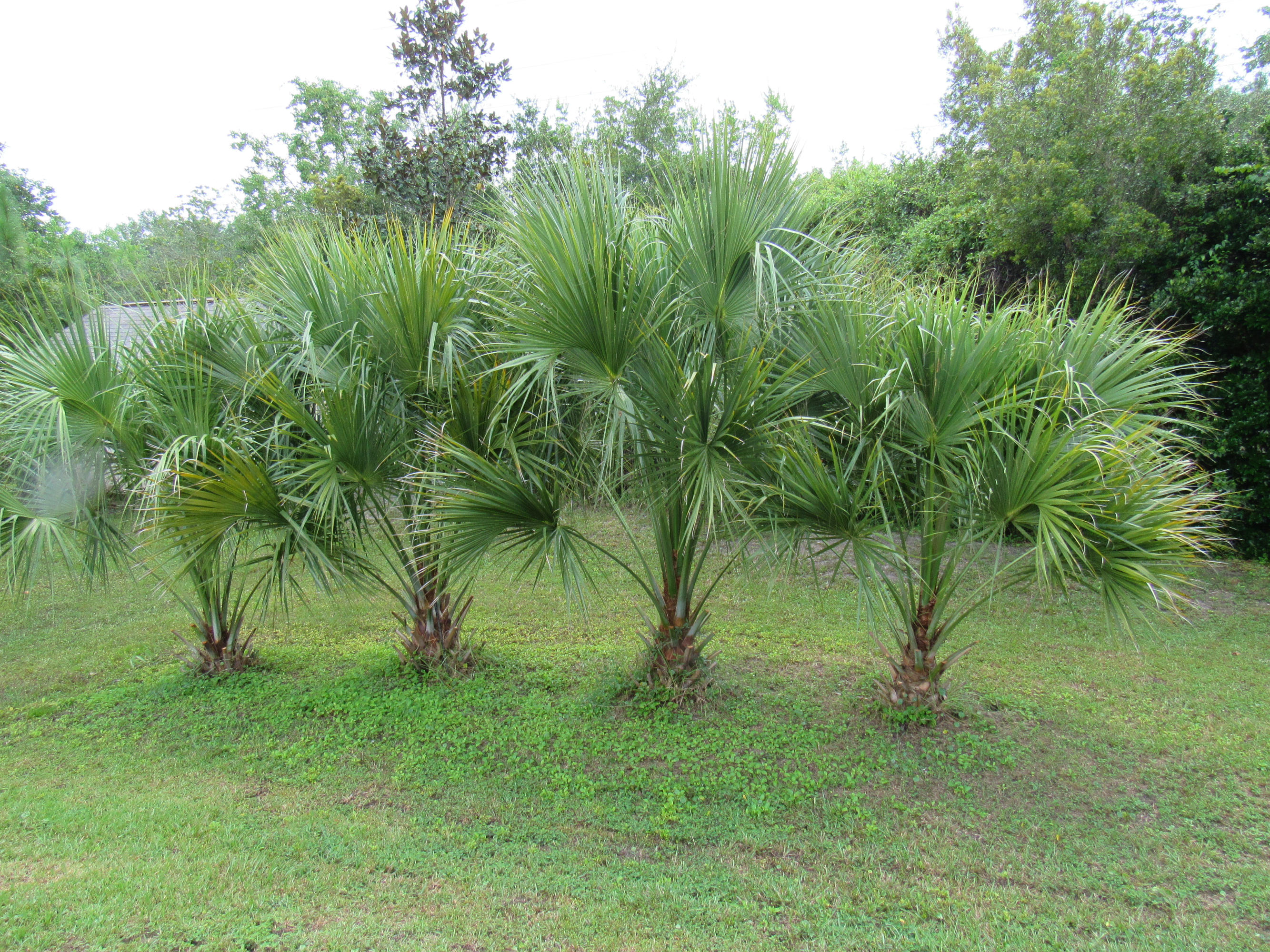 APLIN HEIGHTS - Residential