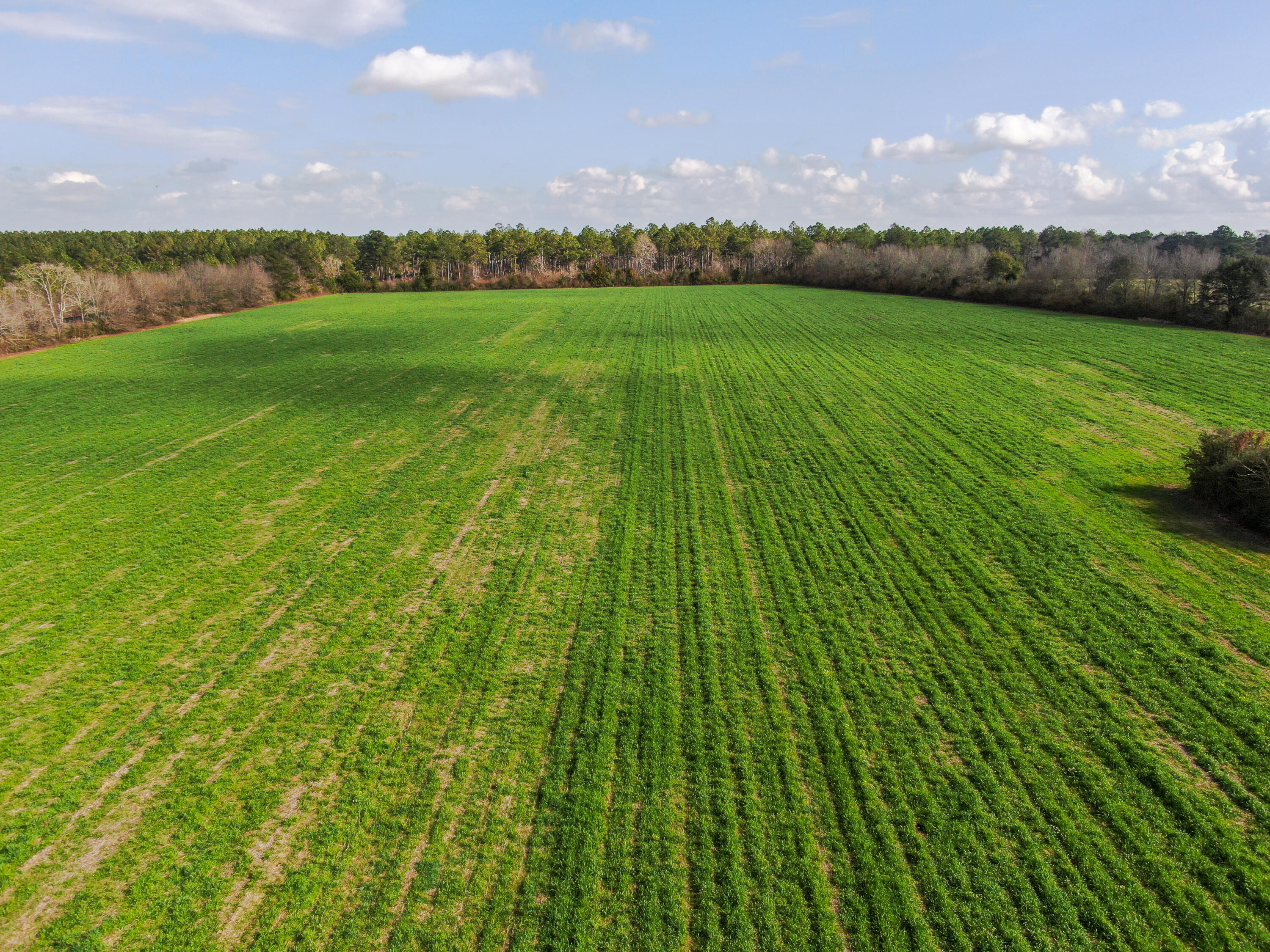 Beautiful 37 acres of prime farmland located in DeFuniak Springs, about 15 min north of downtown and 15 min south of the Alabama line. Across the road to the north is Magnolia Hunting Preserve, a 645 acre game preserve, protecting your investment further. Farmland is leased through this year. There are 2 additional adjacent parcels available for sale; 37 acres with a home + another 40 acre vacant parcel with a pond and mixture of cropland and trees with a creek.