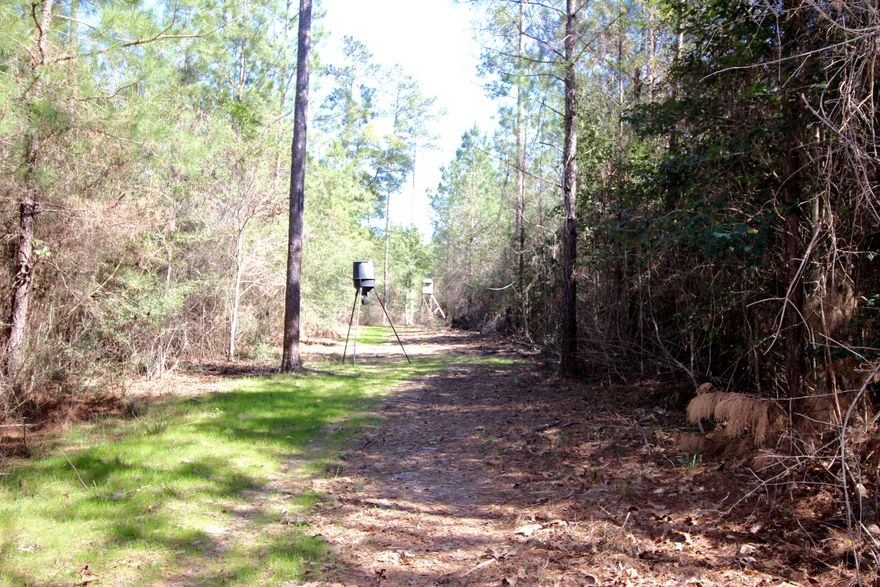 Secluded and private 33.24 acres set up with green fields, drive-able trails and several shooting houses. Property is rolling and with additional clearing could have really spectacular hilltop views of the entire property. There is a beautiful, tranquil area on the northwest portion that the undergrowth has been cleared with a running stream. Great hunting parcel or perfect for building your dream home. Natural growth with pines and various hardwoods. Power pole located on the property at the road and should easily be obtained.