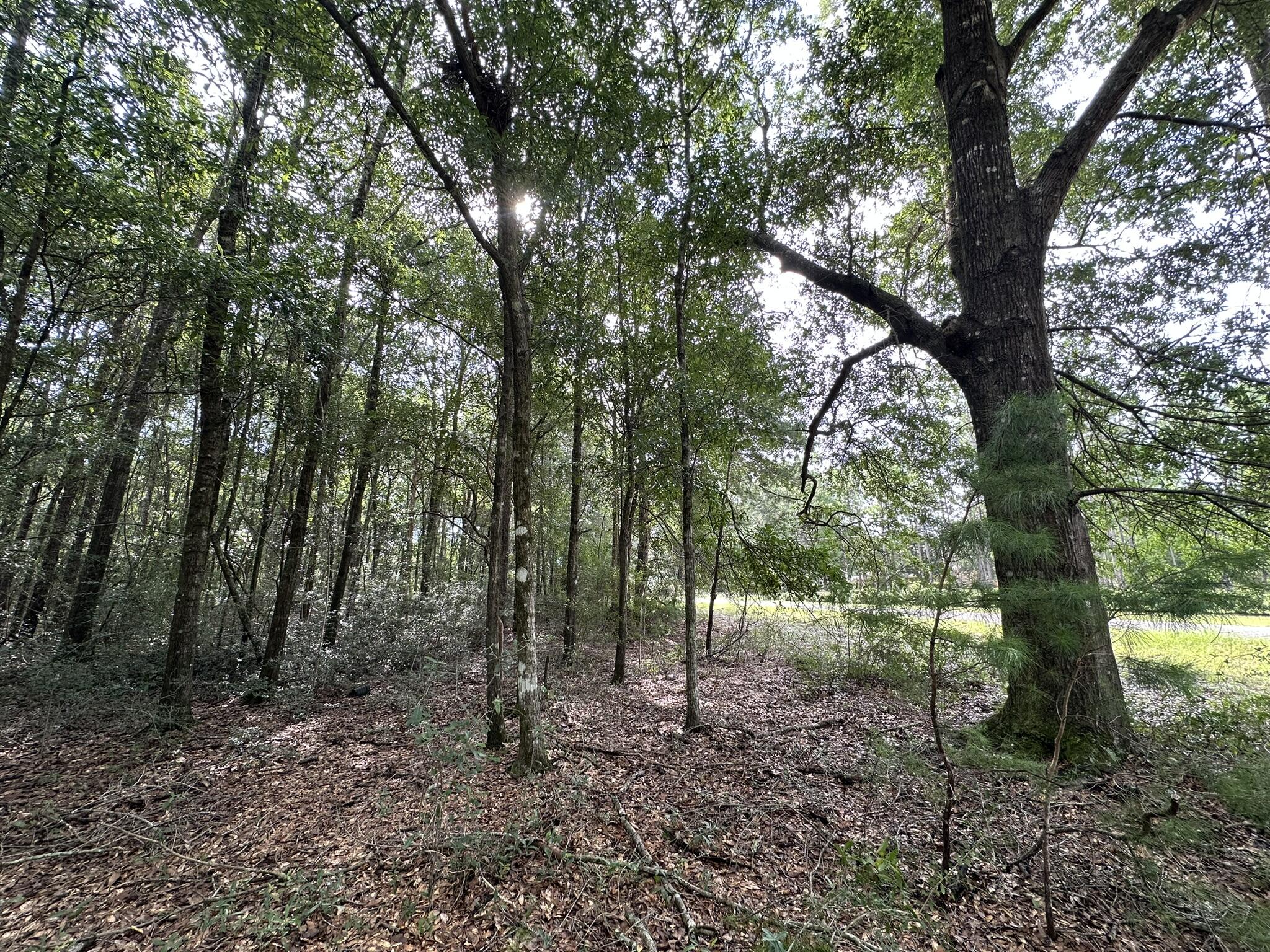 Crestview - 1.66 AcresSpread out and enjoy the possibilities on this 1.66-acre lot in Crestview. The generous size offers room for your future home, outdoor spaces, and more -- all in a peaceful north Crestview setting. With plenty of space to design and create, this property is a blank canvas for your vision. Come take a look and imagine what you could build here.