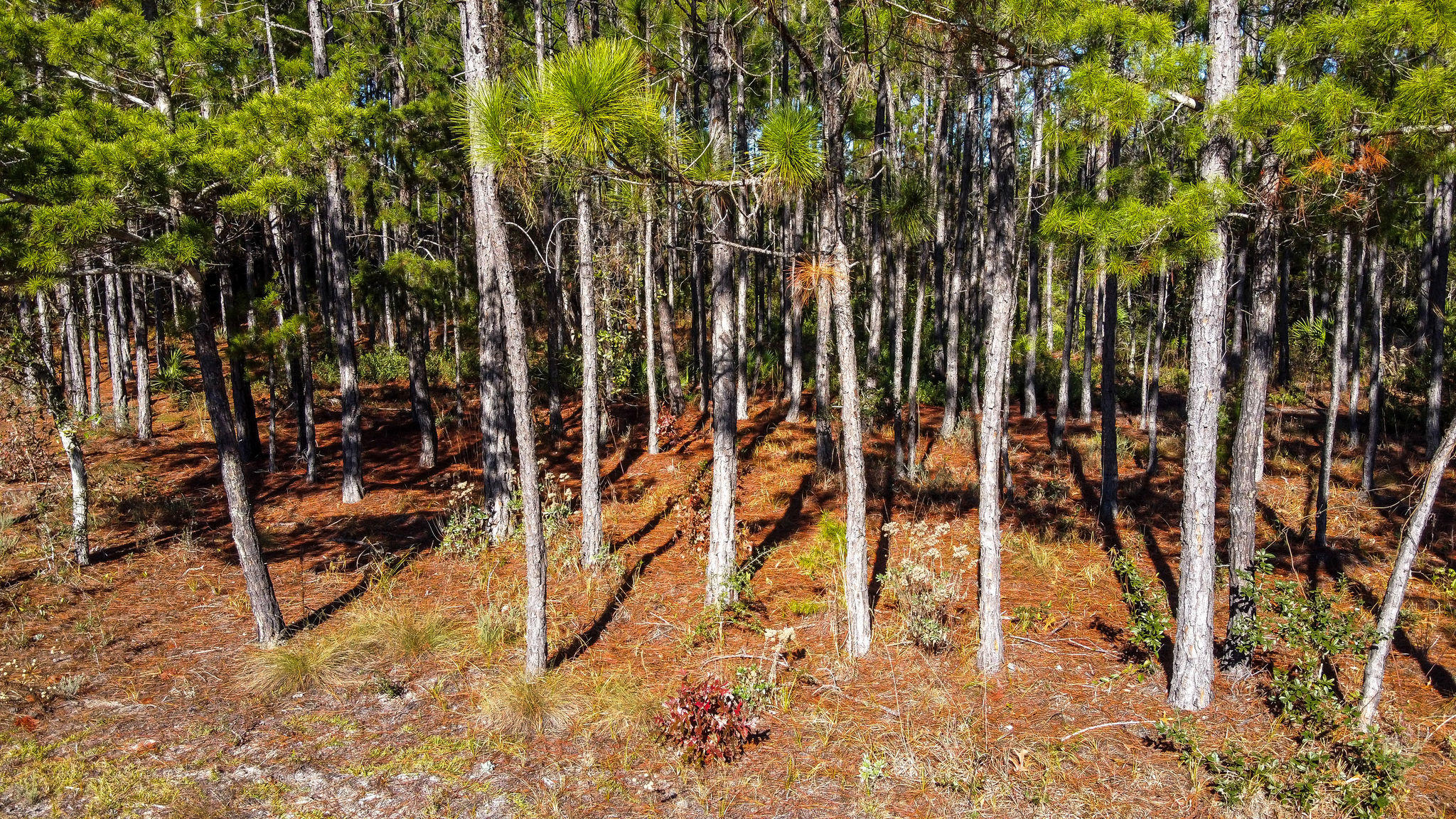 WILD HERON PHASE I - Land