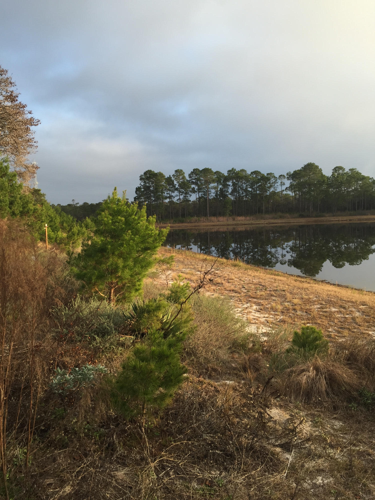 PALMETTO TRACE - Residential