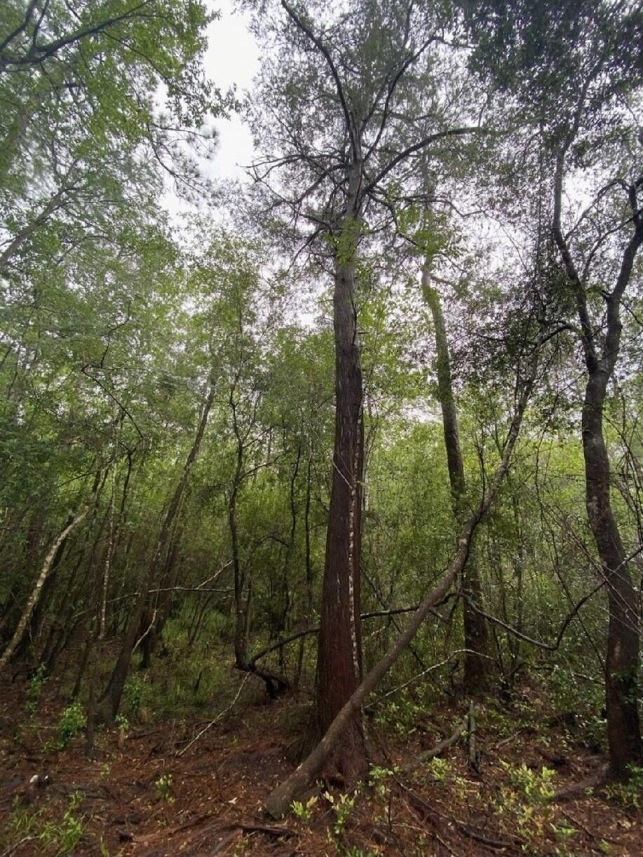 METES & BOUNDS - Land