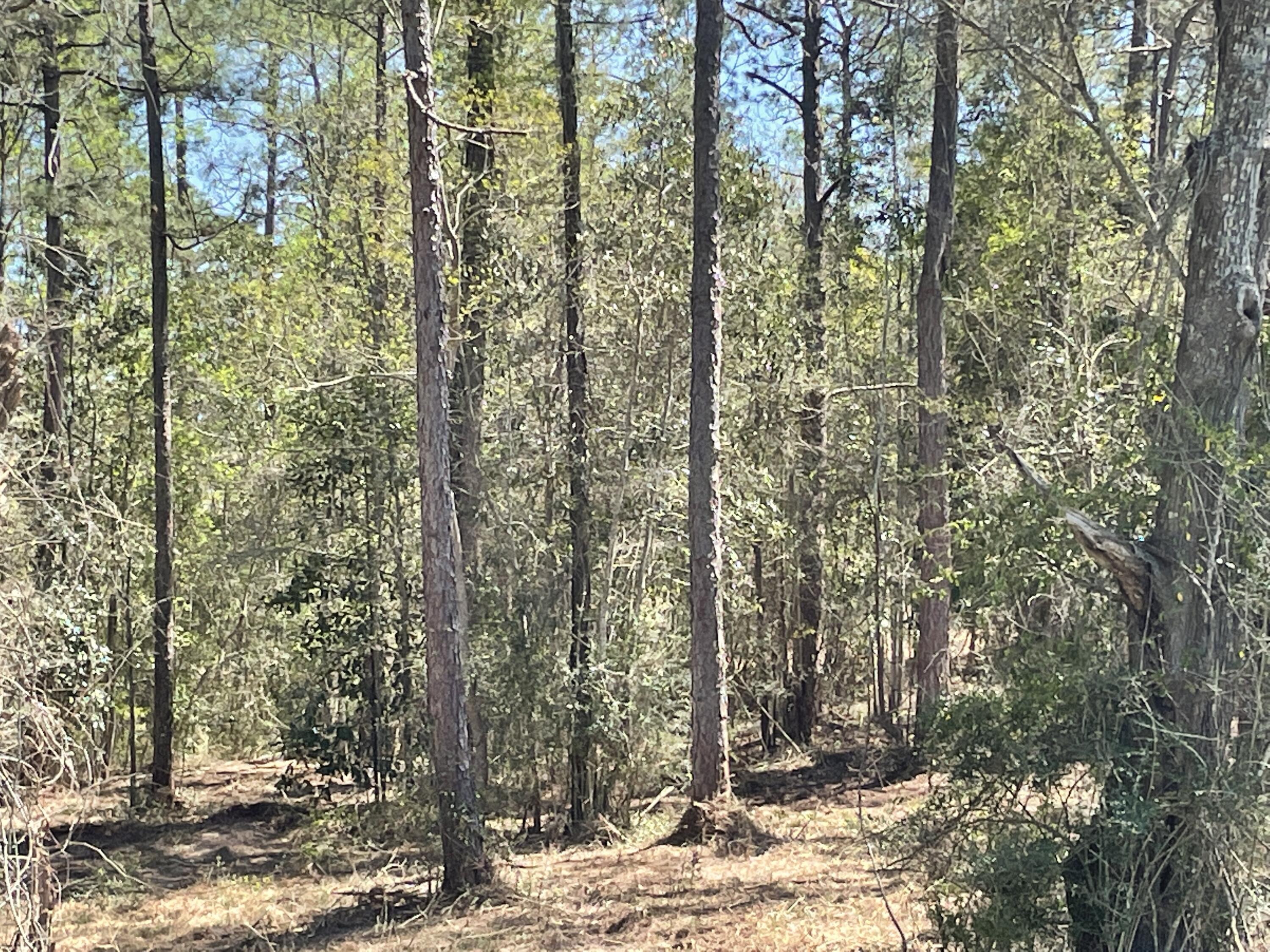 OWNER FINANCING WITH 10% DOWN!! Beautiful wooded homesite. Only 5 miles north of Historic downtown Defuniak Springs. covenants. No HOA.