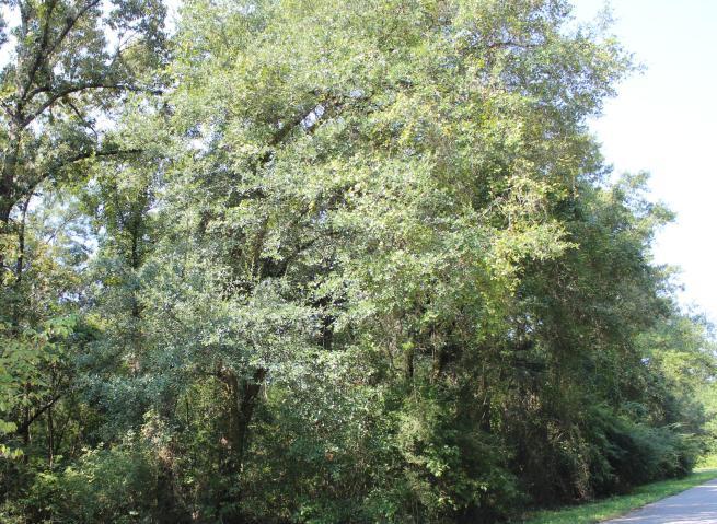 Nice wooded lot located in Holly Hills Subdivision in north Crestview. The lot is currently under a Parcel ID number with multiple lots, but will be split with the sale.