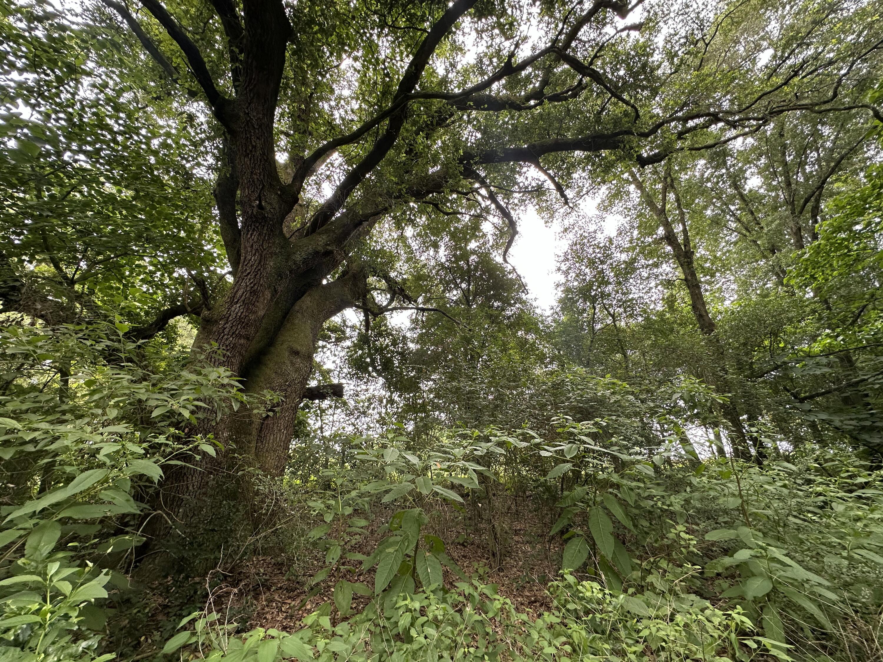 NO RECORDED SUBDIVISION - Land