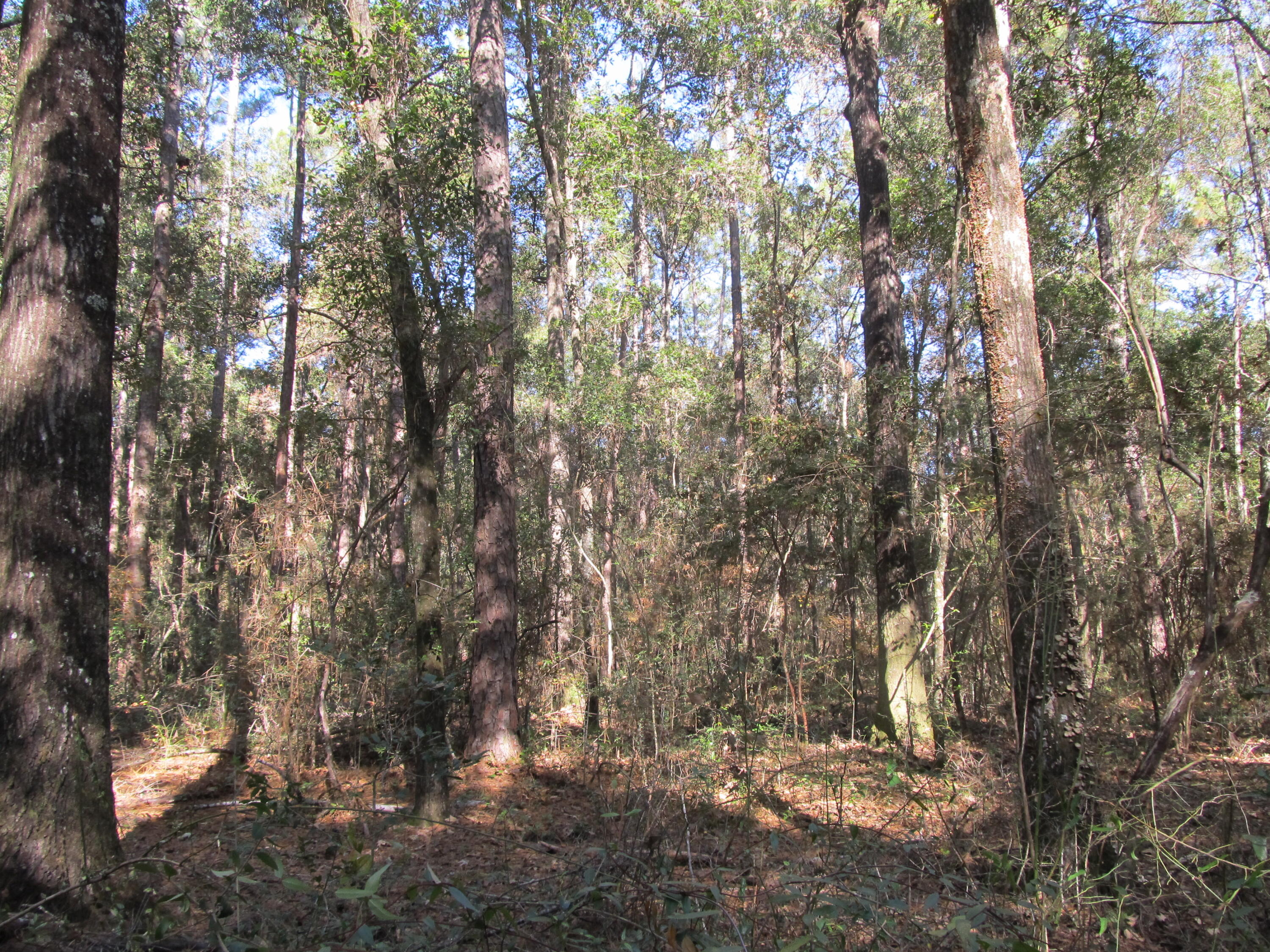 LAKEWOOD PLANTATIONS - Land