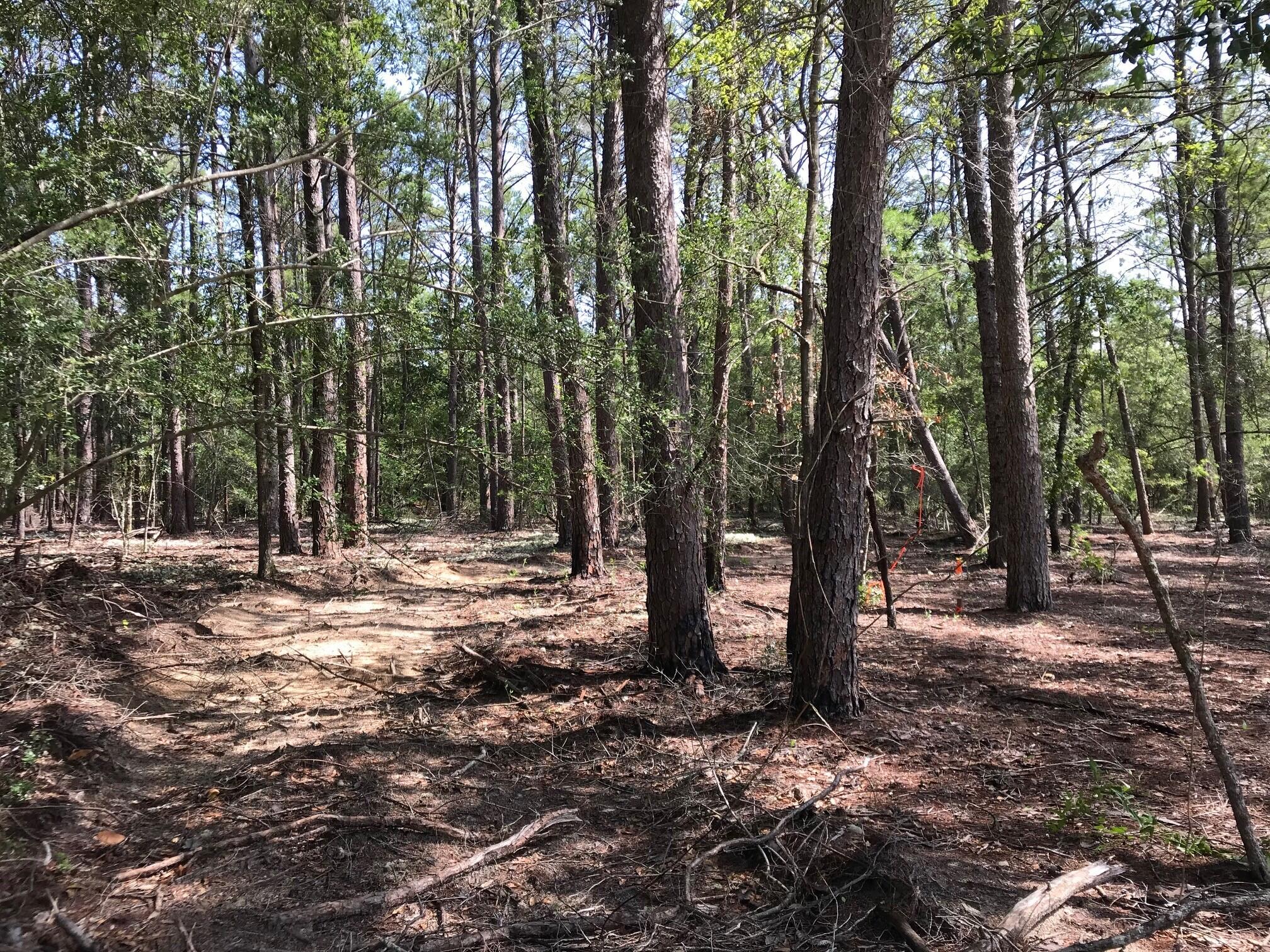 Ponderosa Lane - Land