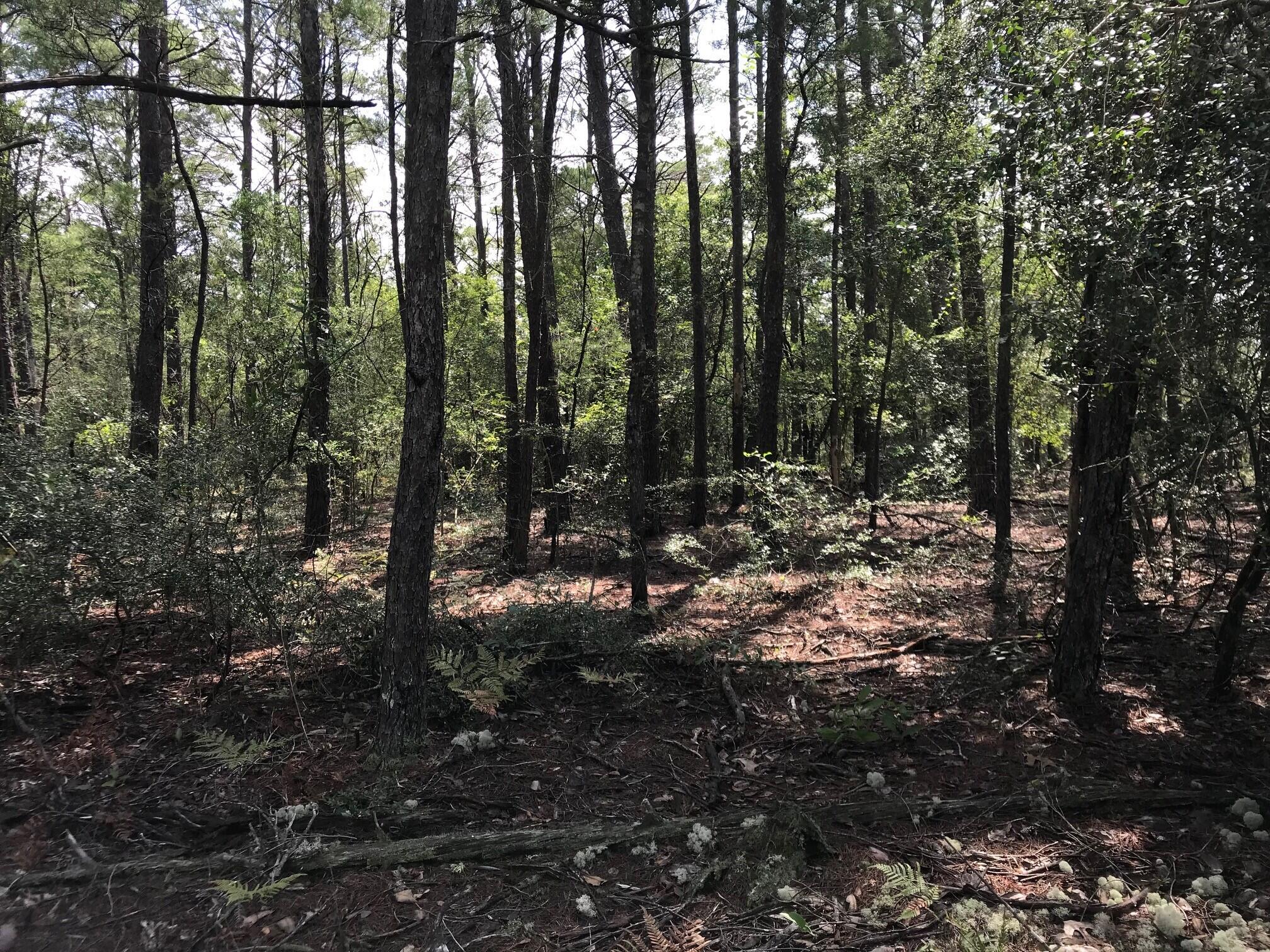 Ponderosa Lane - Land