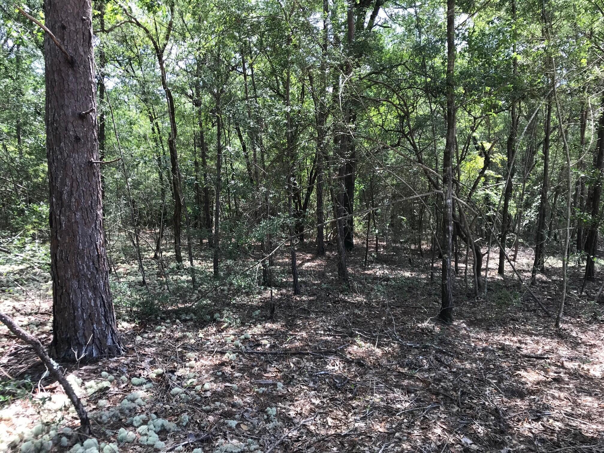 Ponderosa Lane - Land