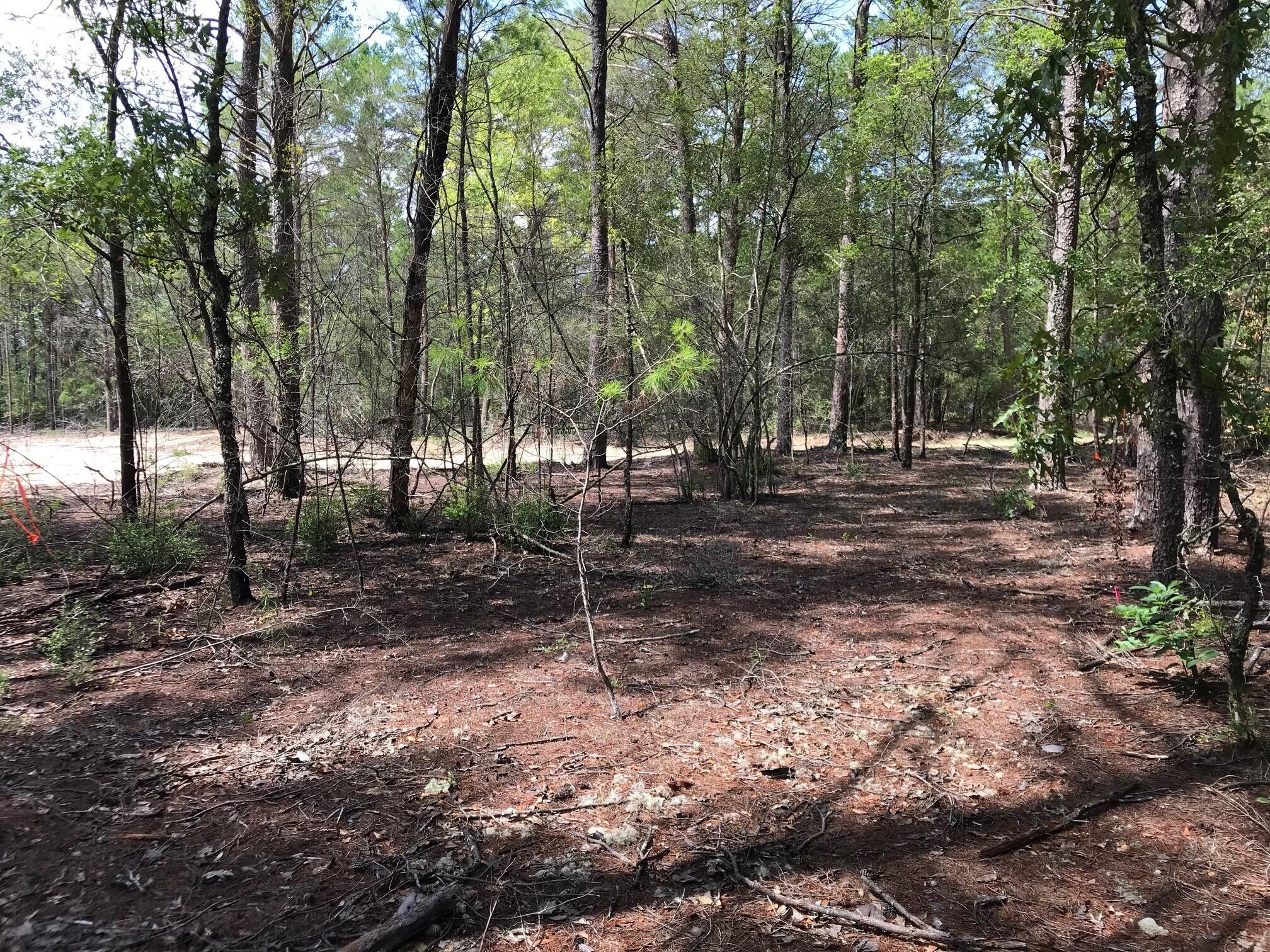 Ponderosa Lane - Land
