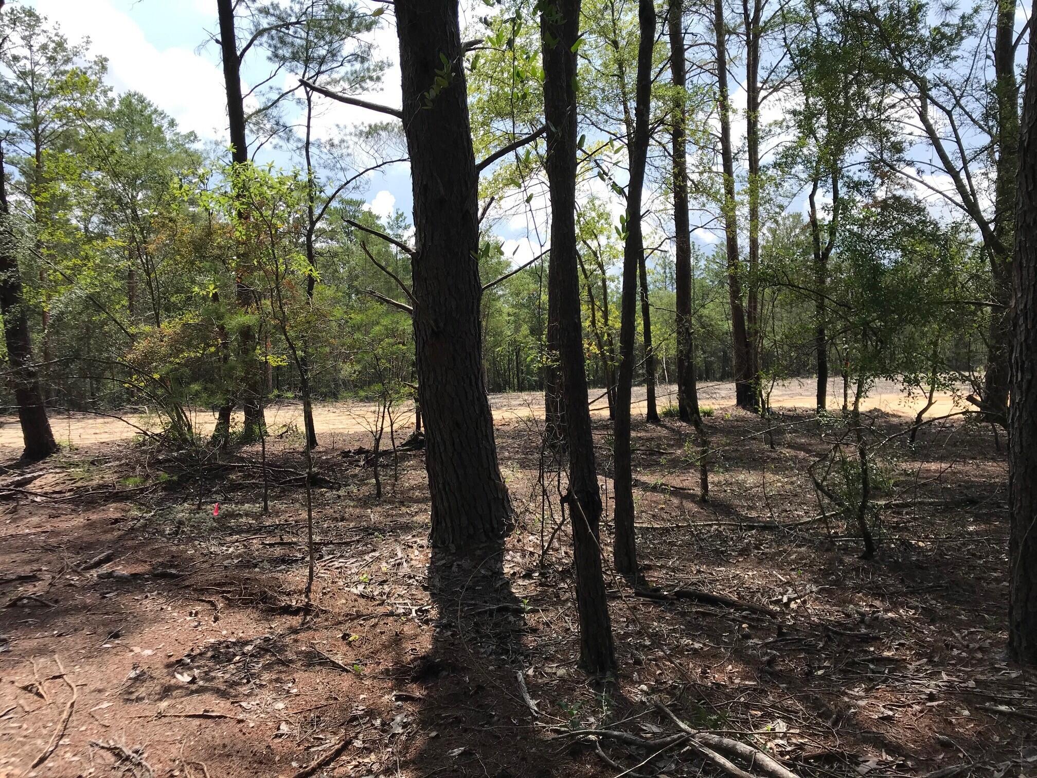 Ponderosa Lane - Land