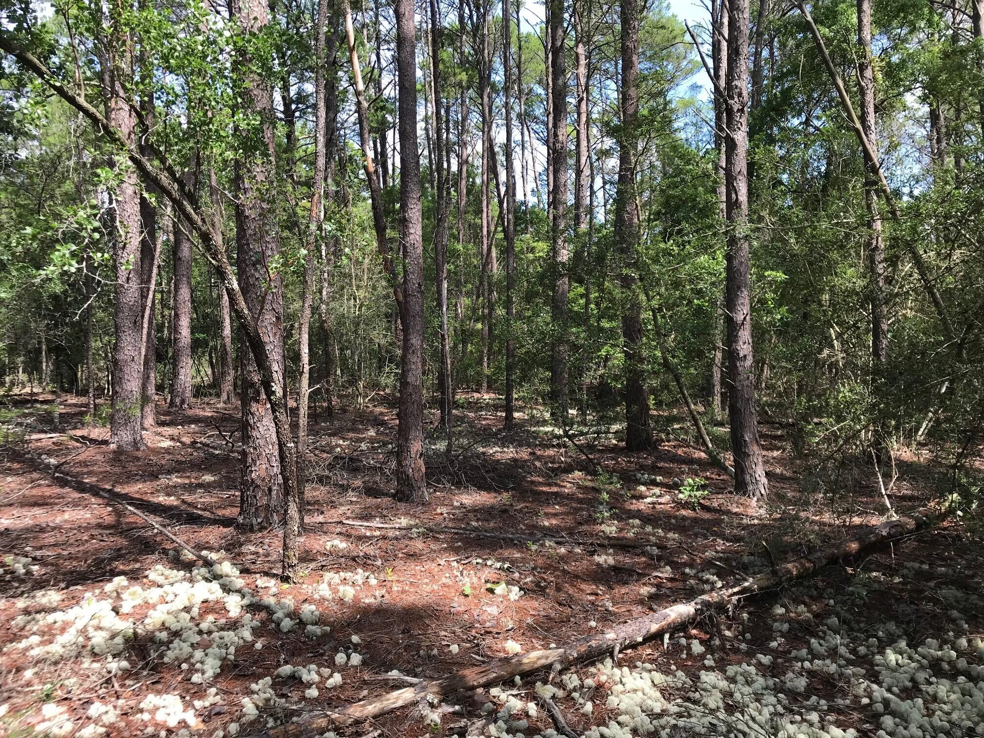 Ponderosa Lane - Land