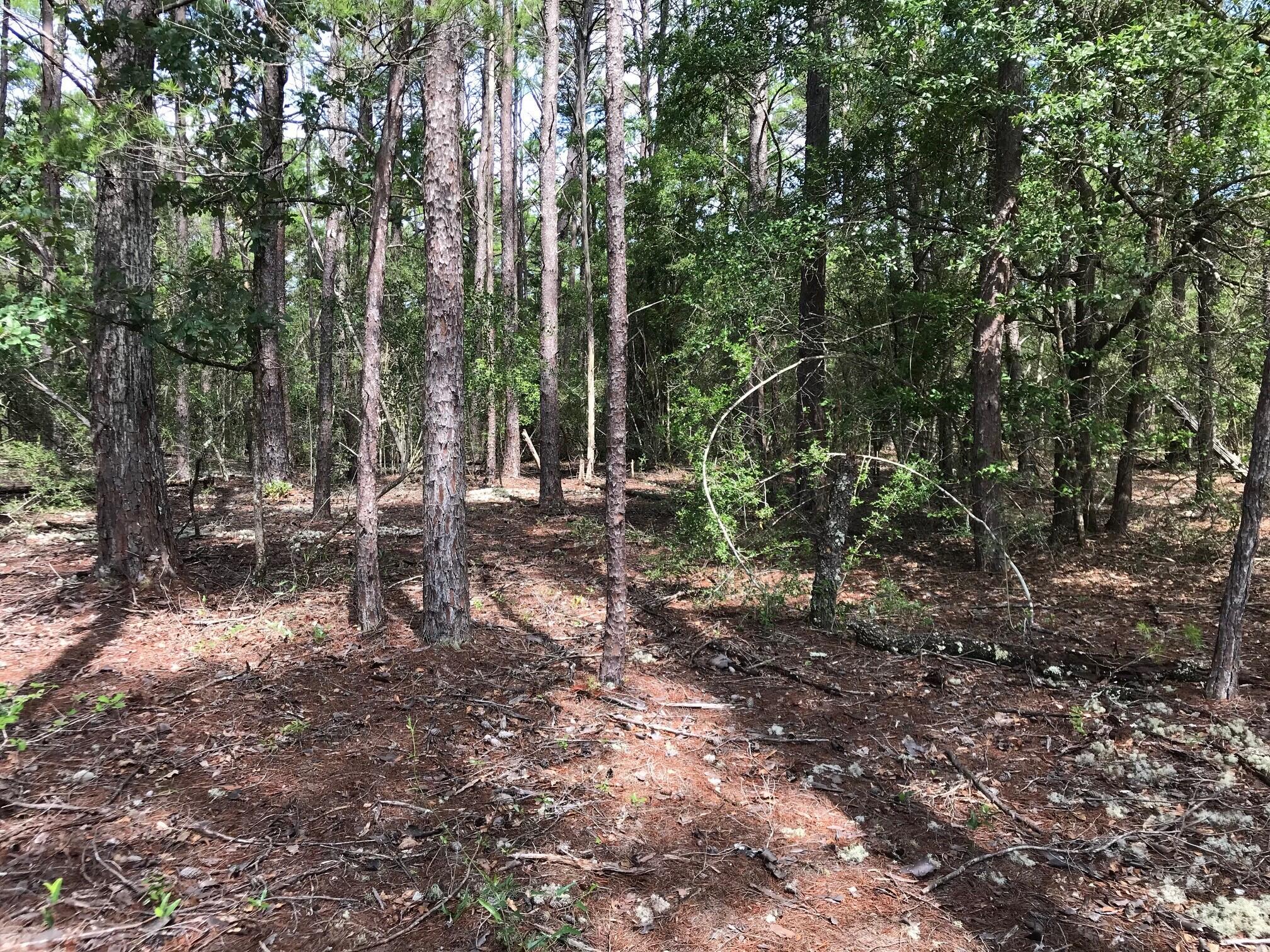 Ponderosa Lane - Land
