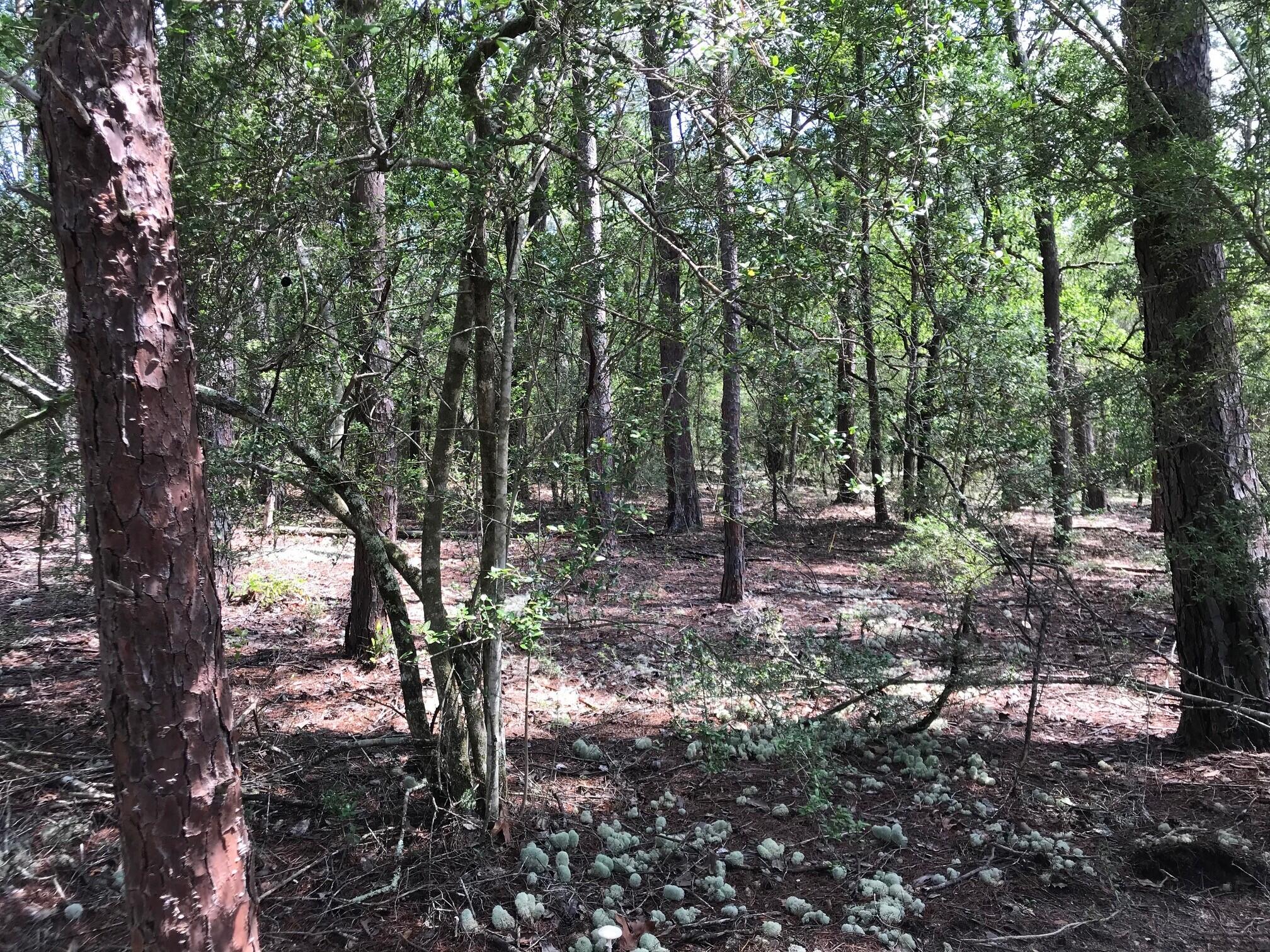 Ponderosa Lane - Land