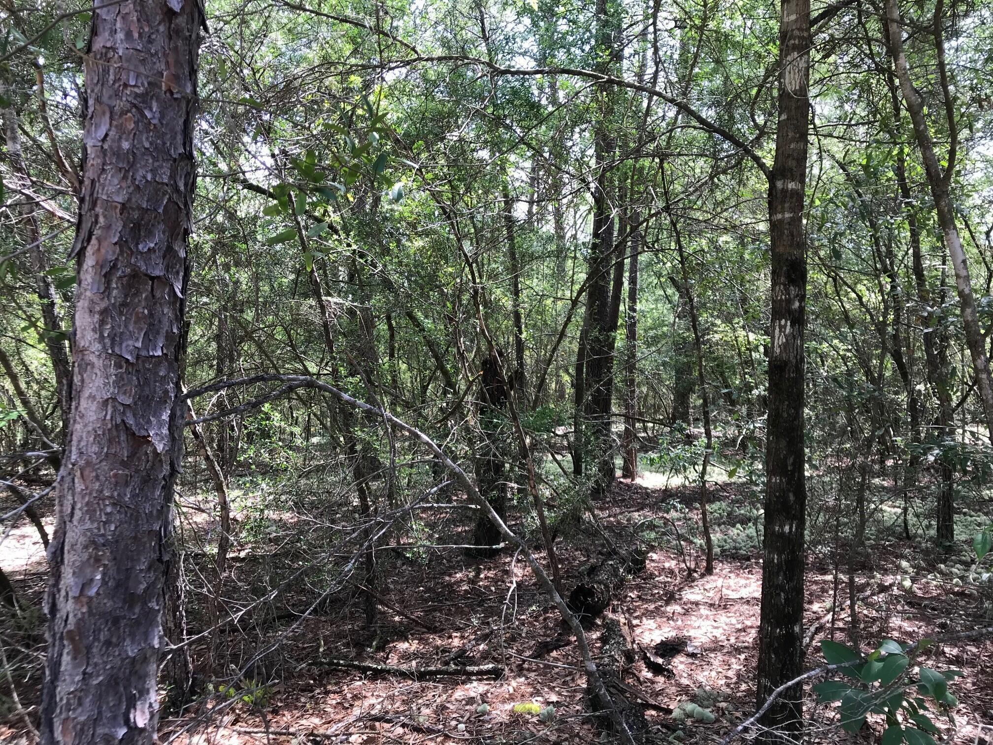 Ponderosa Lane - Land