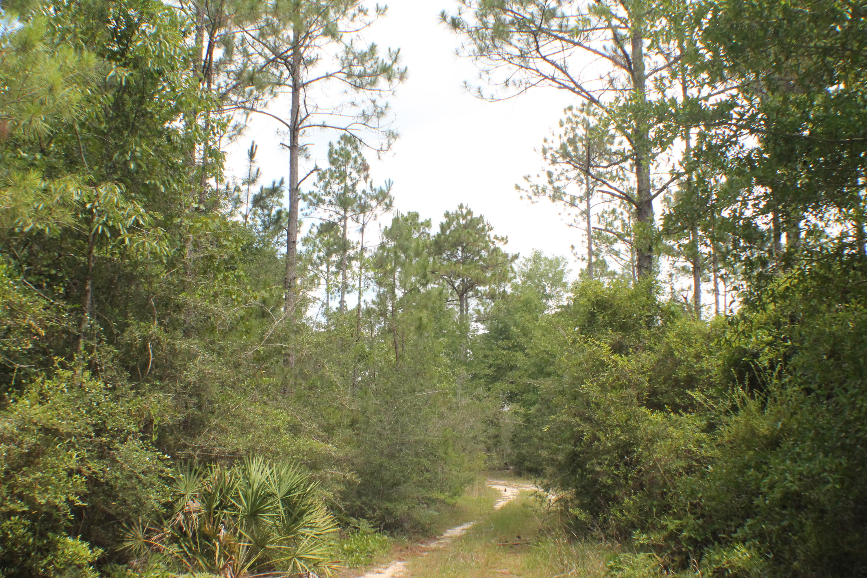 North Crestview development tract near Yellow River Plantation and adjoining the Lake Silver County owned area. Rolling hills, trickling creek, bring your house plans! This is out of the river flood zone! Deer and Turkey Galore! Bring your horses and four-wheeler fun! Development wow!