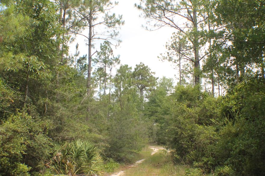North Crestview development tract near Yellow River Plantation and adjoining the Lake Silver County owned area. Rolling hills, trickling creek, bring your house plans! This is out of the river flood zone! Deer and Turkey Galore! Bring your horses and four-wheeler fun! Development wow!