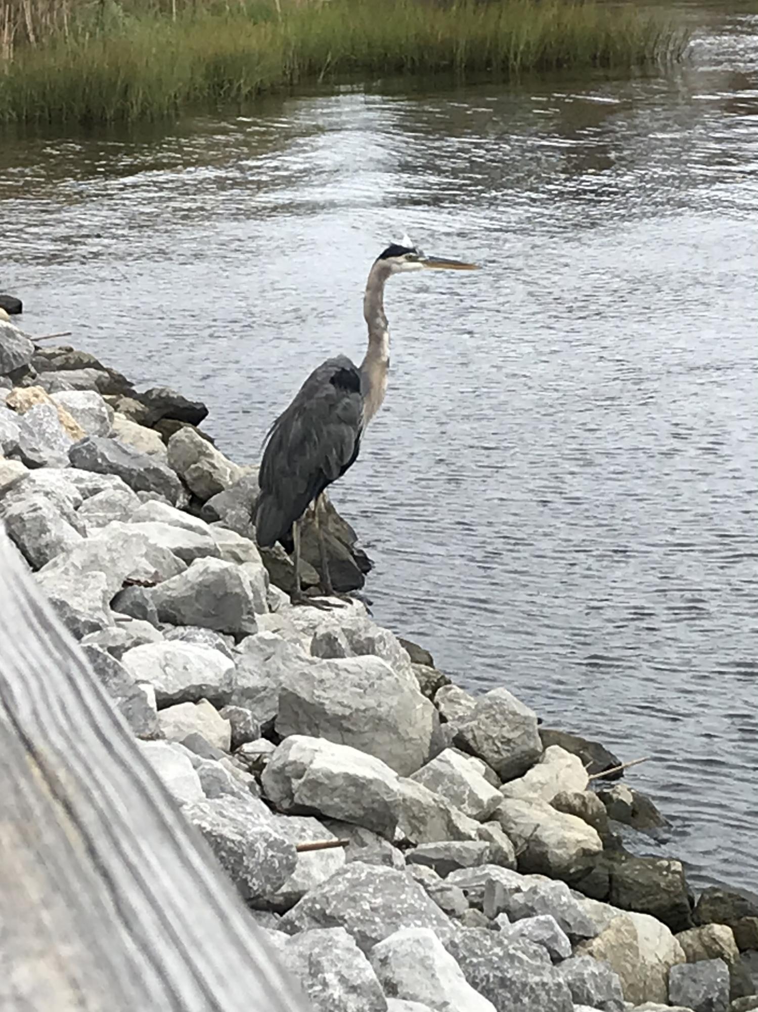 PRESIDIO YACHT CLUB - Residential