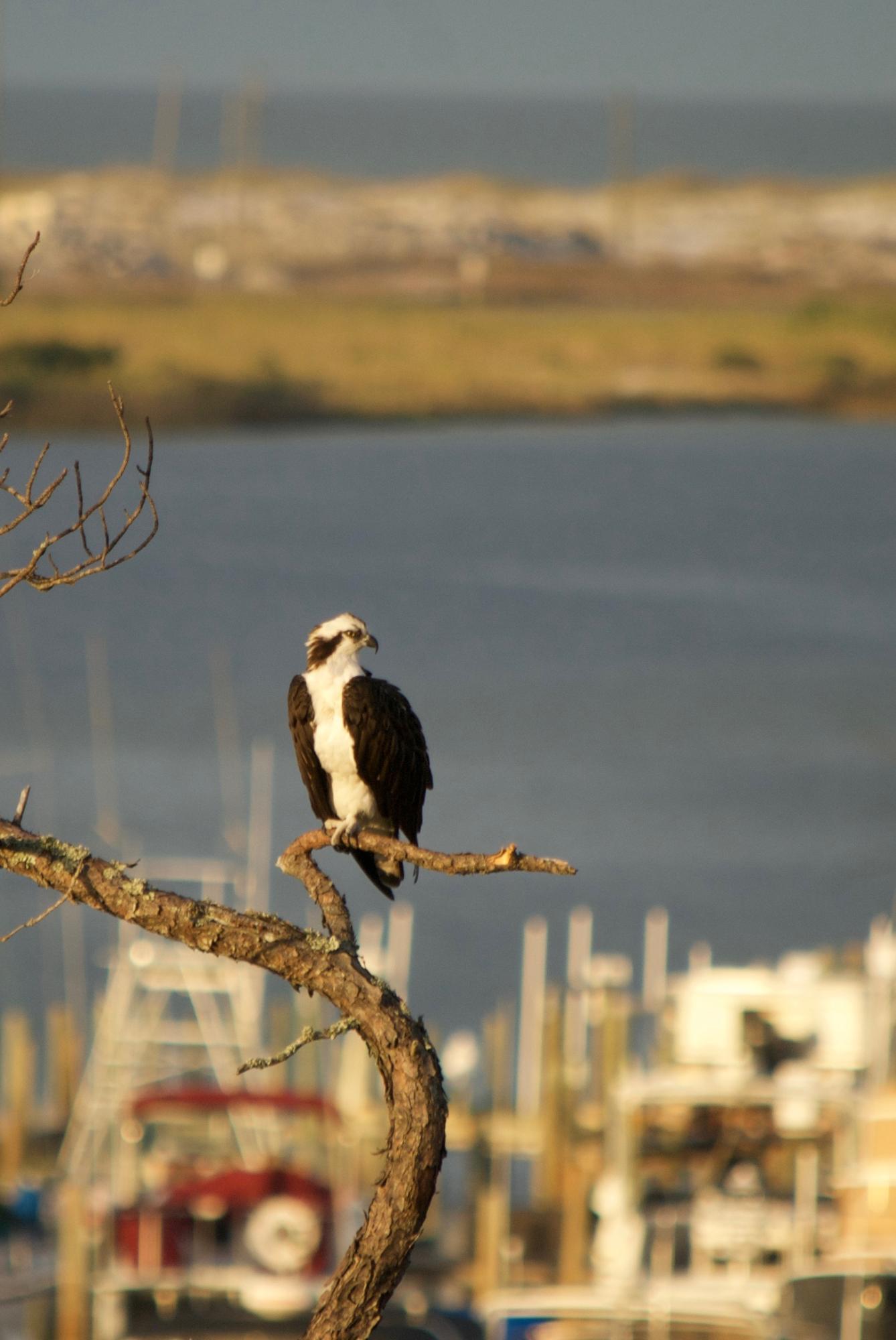 PRESIDIO YACHT CLUB - Residential