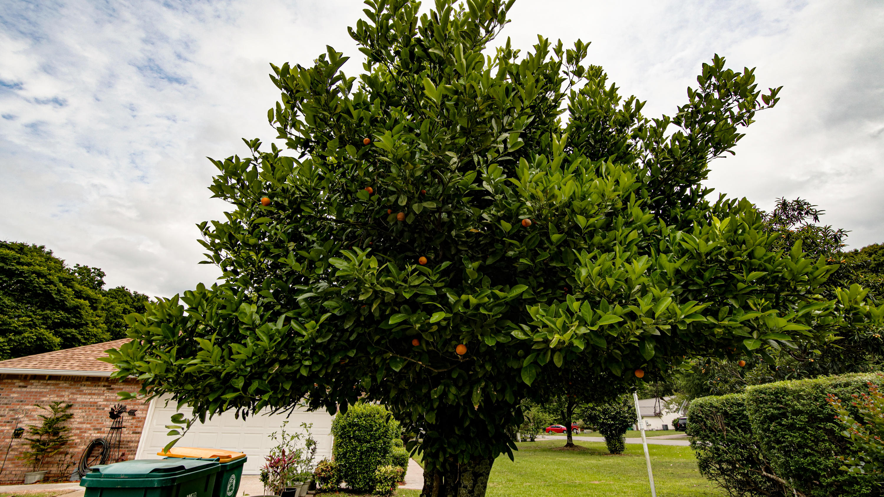 DOGWOOD ESTATES - Residential