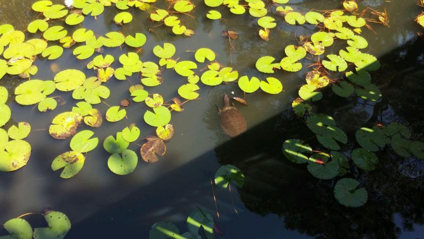 FOREST LAKES - Residential