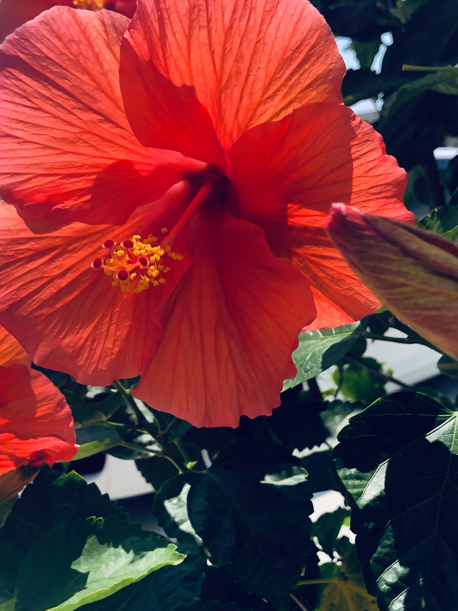 SHADOW LAKES - Residential