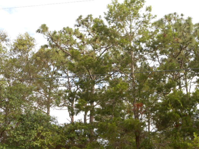 ELIZABETH FARMS 2ND ADDN UNREC - Land