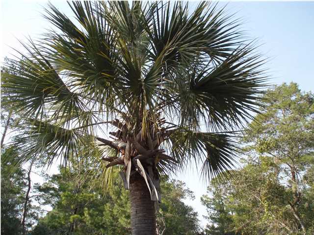 GRAYTON BAYOU - Land