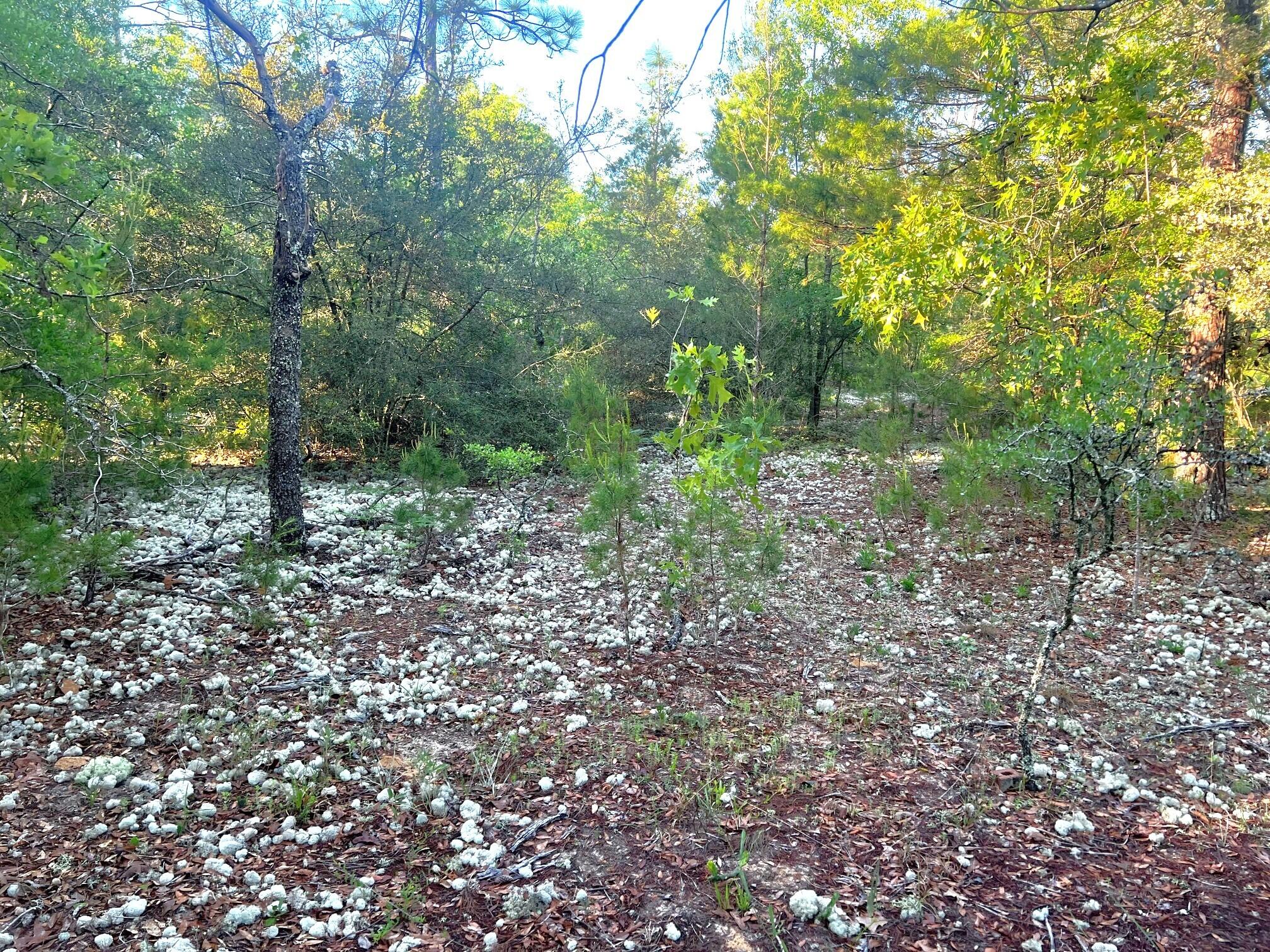 Juniper Lake Estates Unit 6 Oakwood Hills - Land