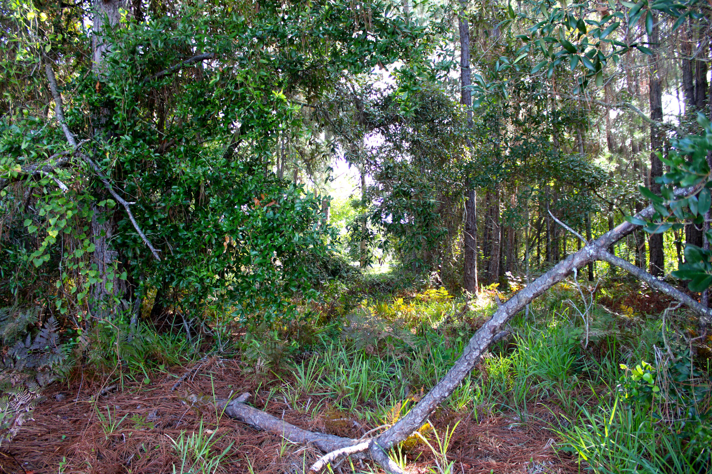 POLYNESIAN ISLANDS - Land
