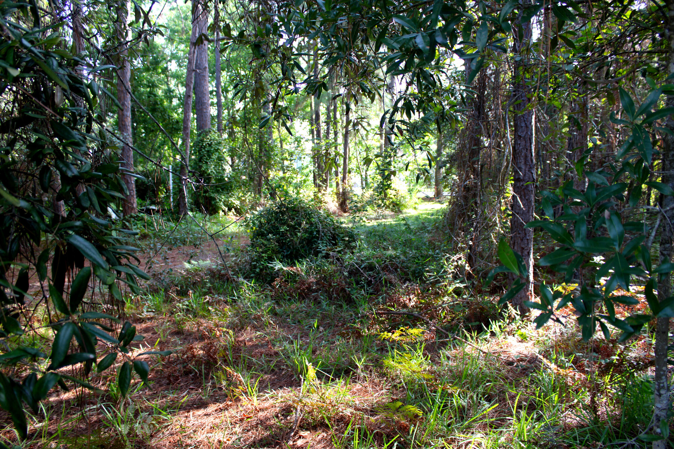 POLYNESIAN ISLANDS - Land