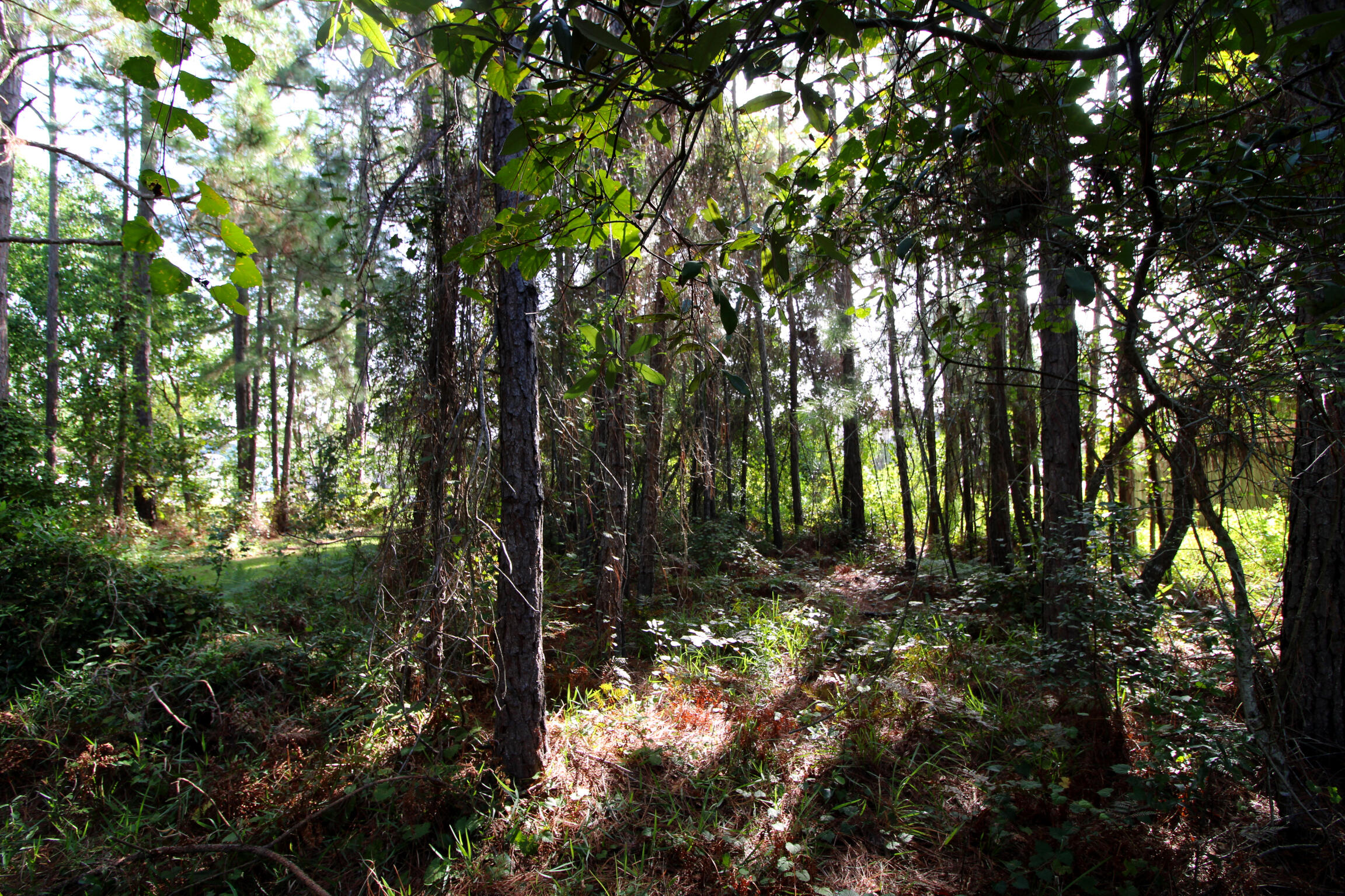 POLYNESIAN ISLANDS - Land
