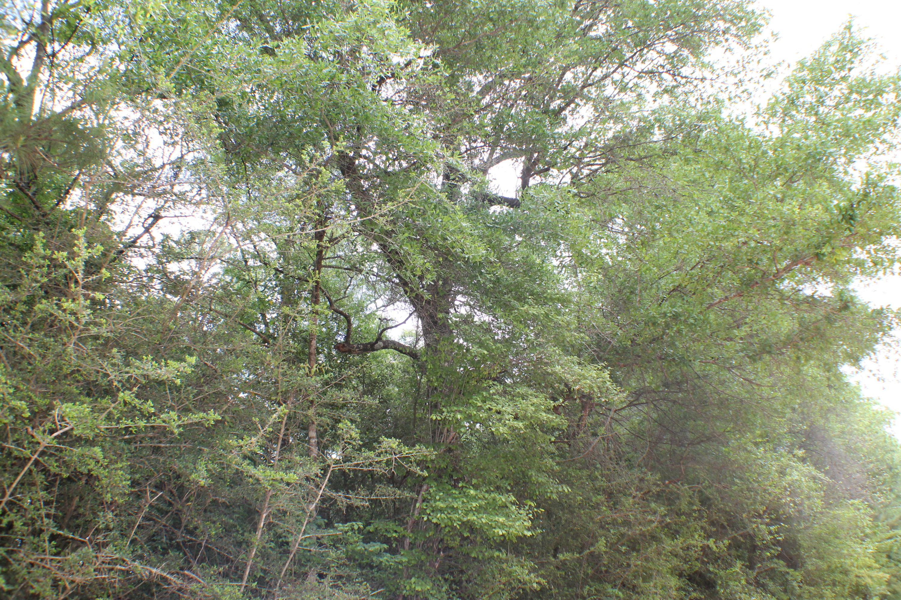 METES & BOUNDS - Farm