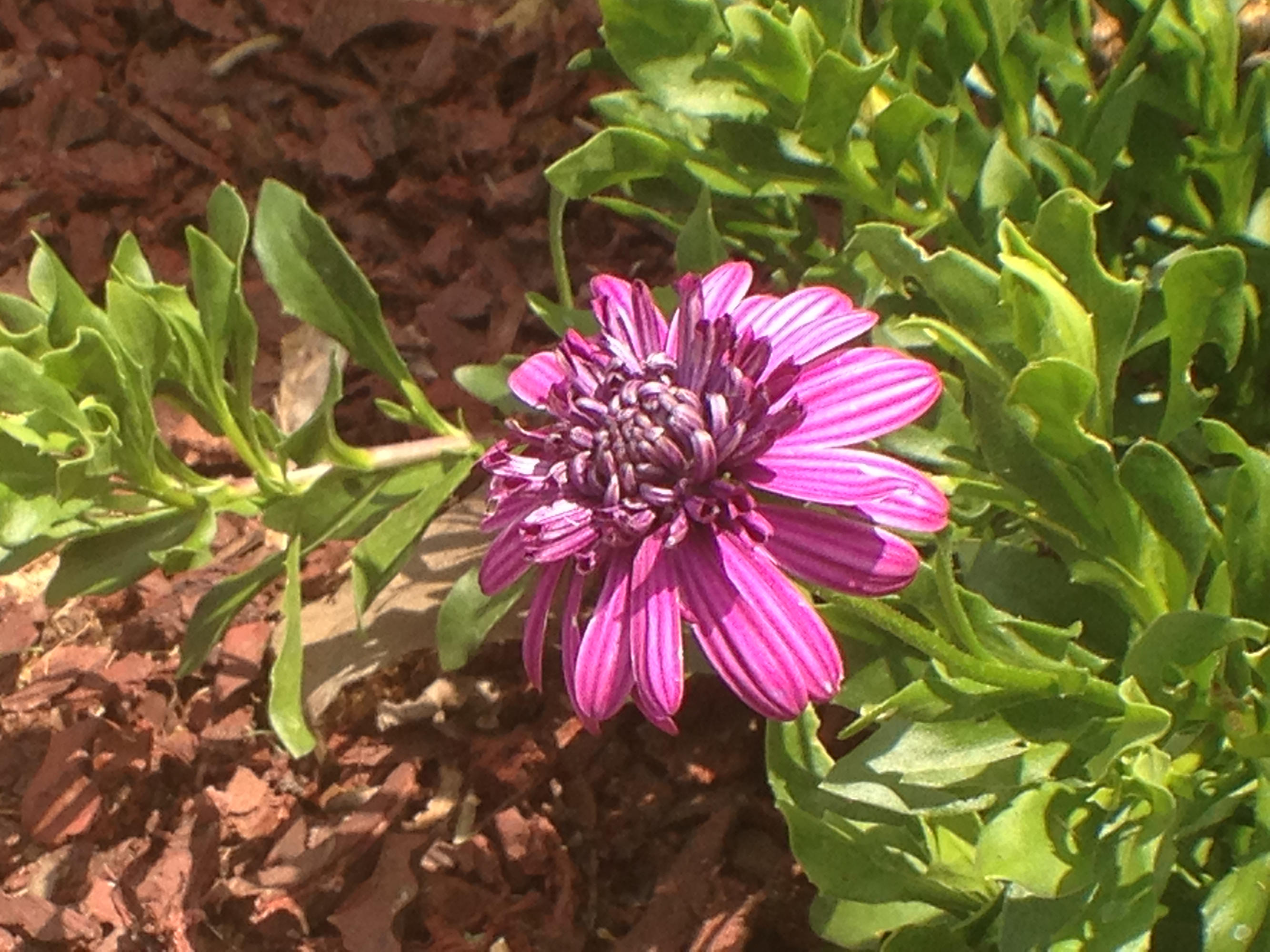 BROOKE ESTATES PH III - Residential