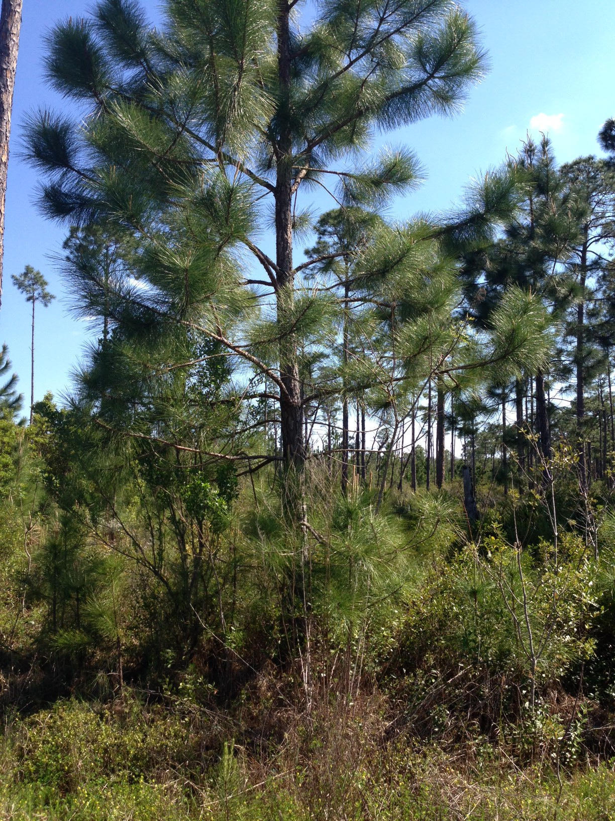 CYPRESS BREEZE PLANTATION - Land