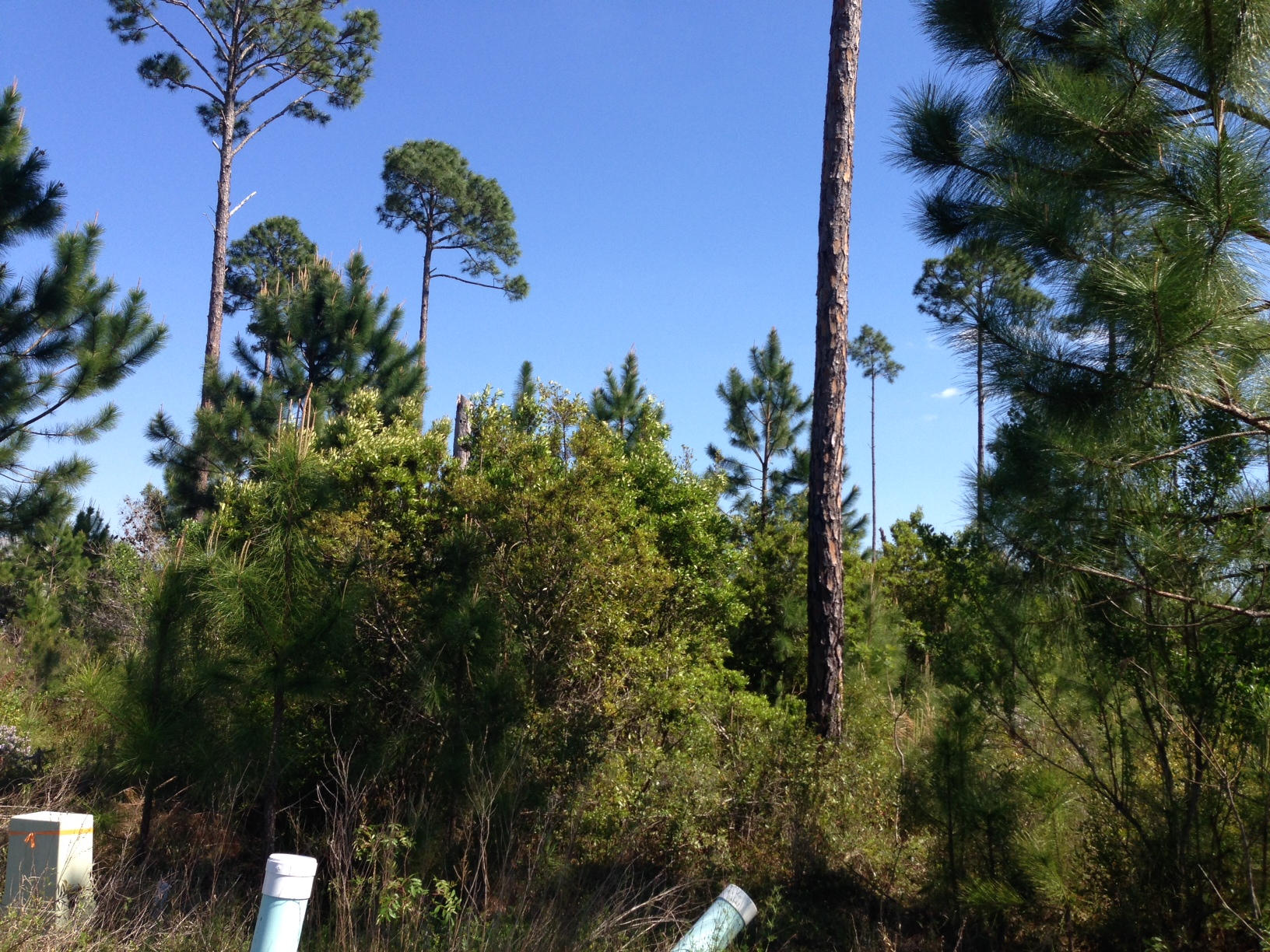 CYPRESS BREEZE PLANTATION - Land