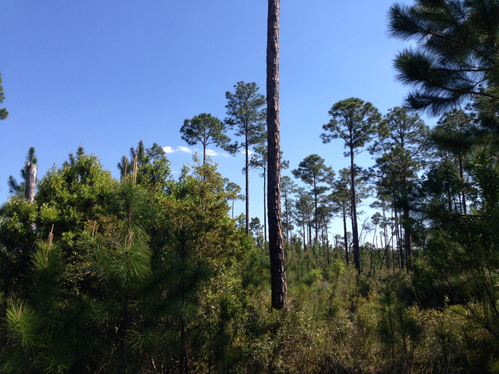 CYPRESS BREEZE PLANTATION - Land